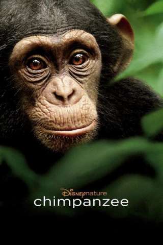 Chimpanzee [HD] (2012 CB01)