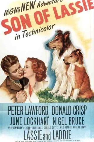 Il figlio di Lassie [DVDrip] (1945 CB01)