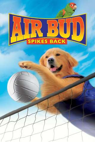 Air Bud 5 - Un amico dal tocco magico [HD] (2003 CB01)